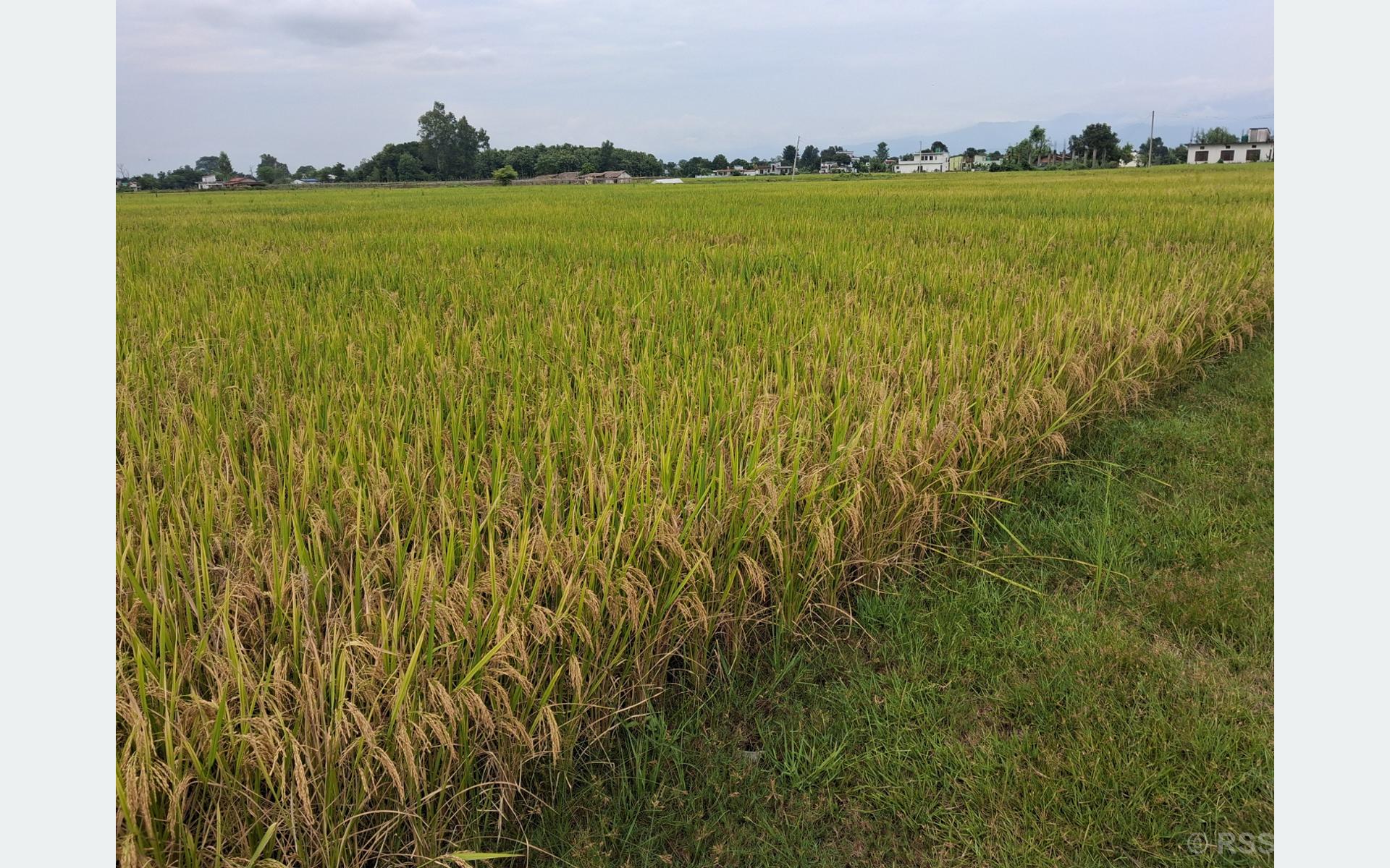 सुदूरपश्चिममा धान उत्पादन : क्षेत्रफल घट्यो, उत्पादकत्व वृद्धि