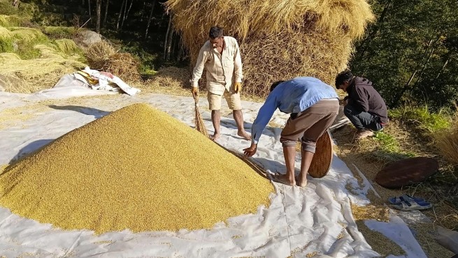 भोजपुरमा धान उत्पादनमा गिरावट : अनियमित मौसमले किसानलाई सास्ती