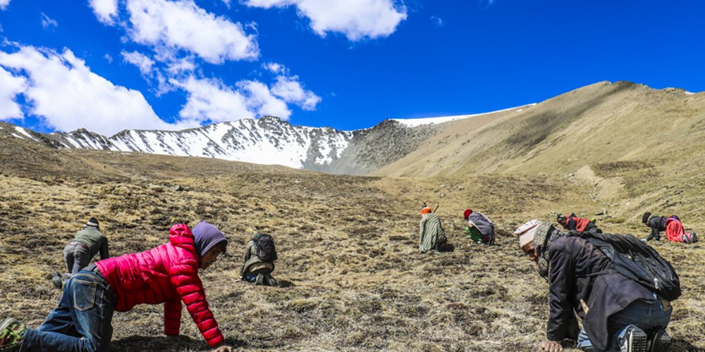 मुस्ताङमा यार्सा सङ्कलन सुरु
