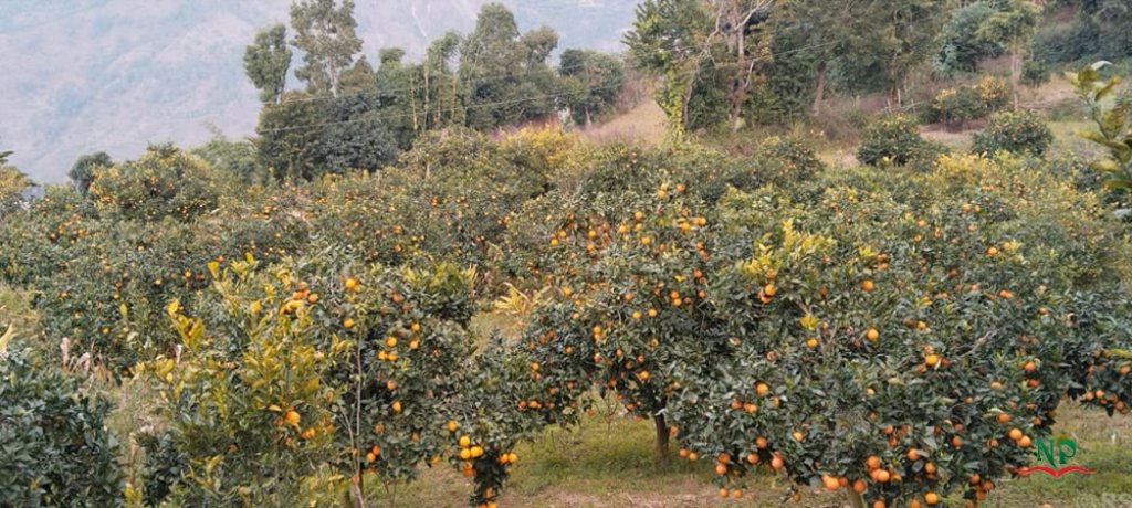 बोटमै सुक्यो जुनार किसान चिन्तित