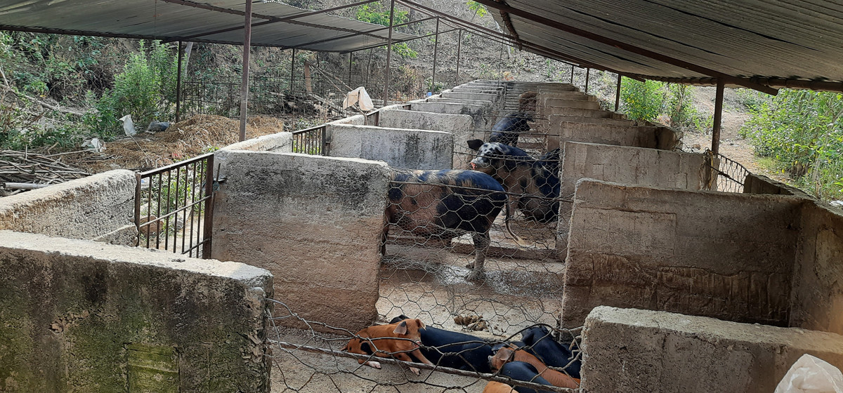 बङ्गुरमा अफ्रिकन स्वाइन फिभर पुष्टि, सतर्क रहन आग्रह