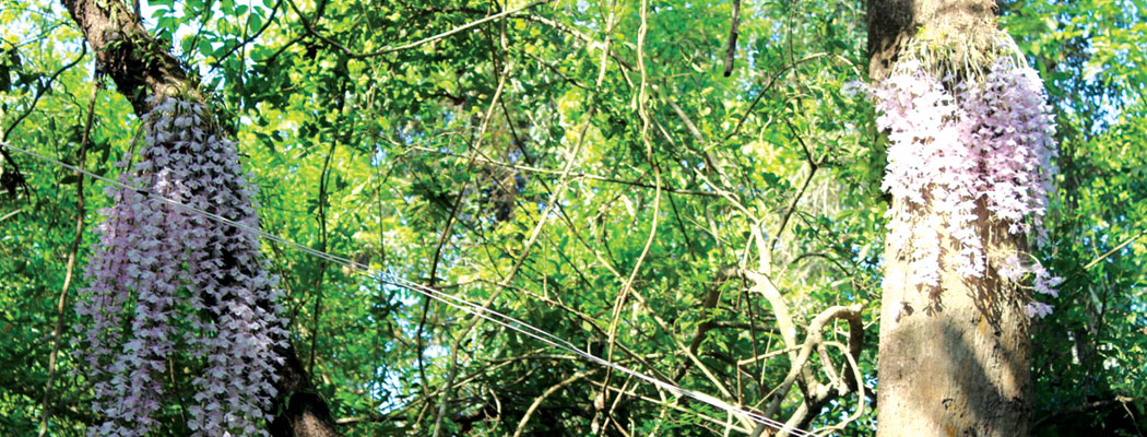 नयाँ वर्षको दिन मात्र फुल्ने फूल हेर्न भक्तजनको चहलपहल