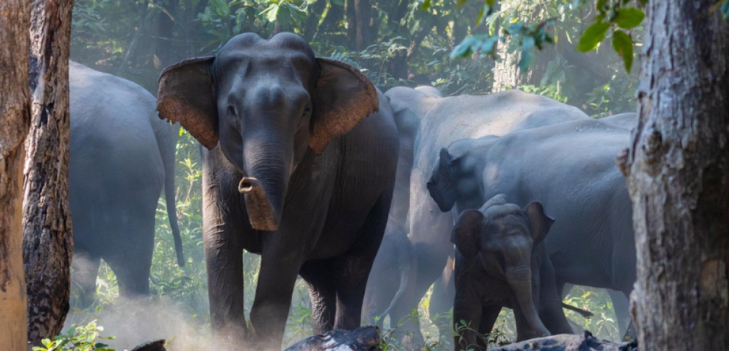 हात्तीको आक्रमणबाट बालिकाको मृत्यु, एक घाइते